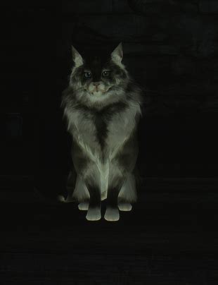 dark souls cat|Sweet Shalquoir .